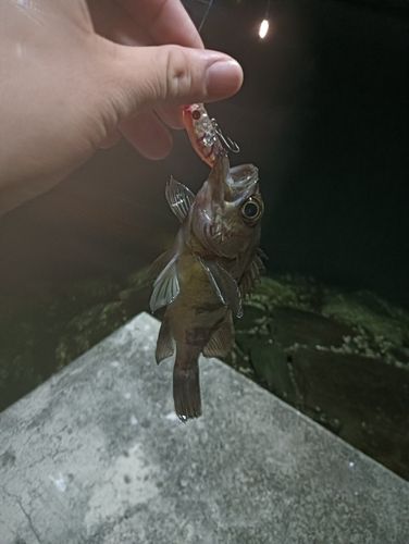 シロメバルの釣果