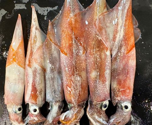 ヤリイカの釣果