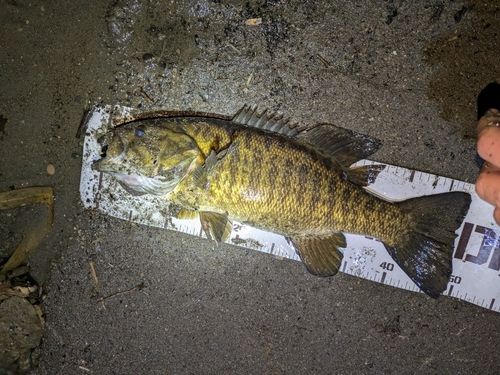 スモールマウスバスの釣果
