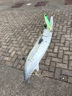 サゴシの釣果