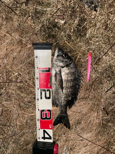 チヌの釣果