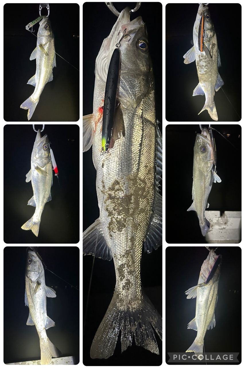 TULALA ハーモニクス コローナ 89MSC-HXの最安値・インプレ・釣果