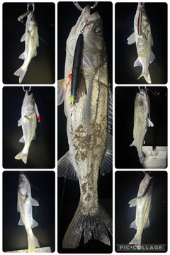 シーバスの釣果