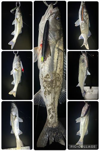 シーバスの釣果