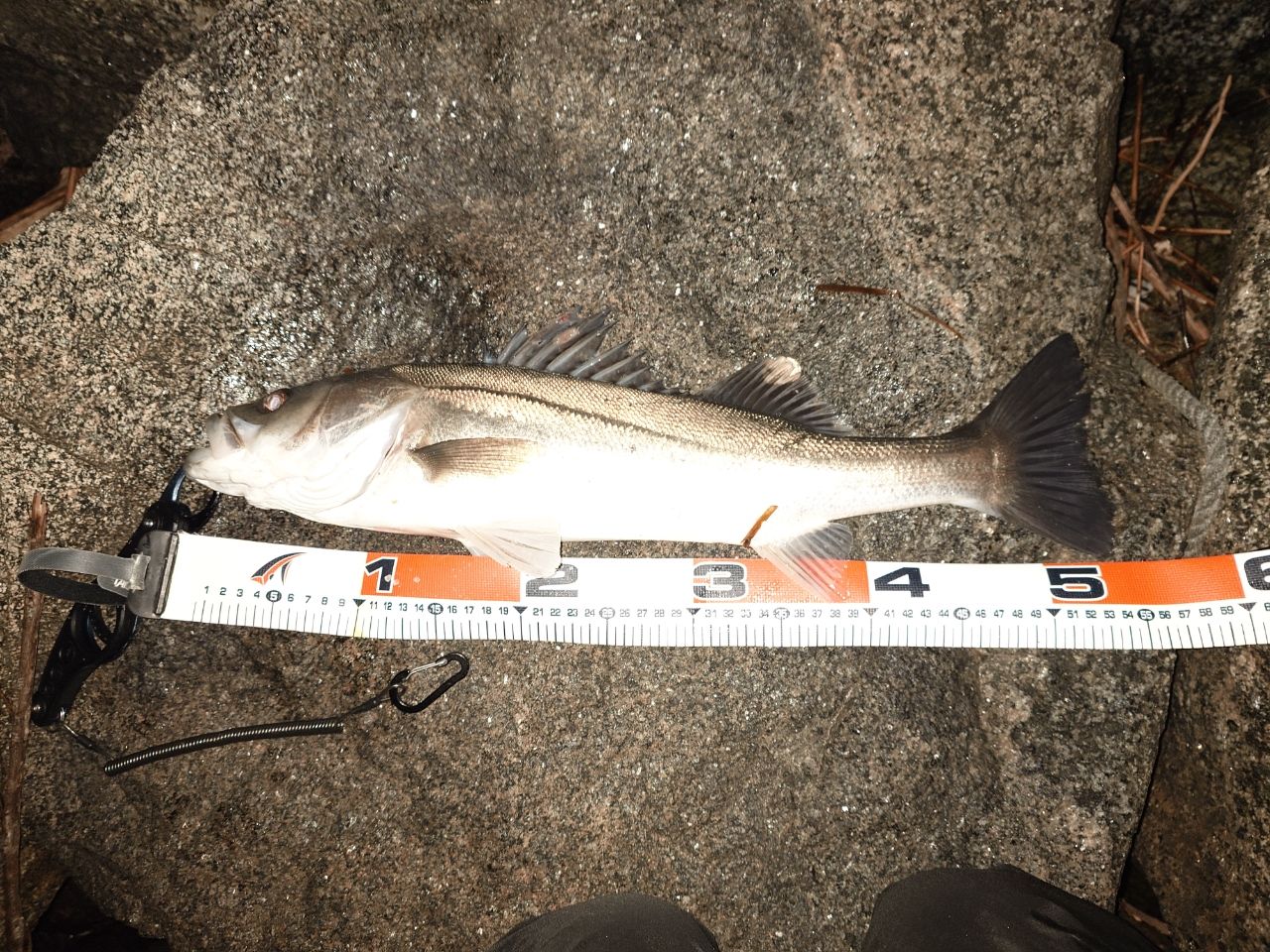 SHIMANO 18エクスセンスジェノス S92ML/F-3の最安値・インプレ・釣果