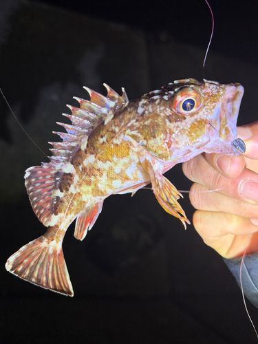 周防大島（屋代島）