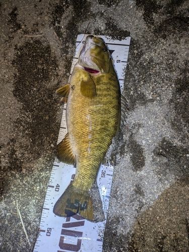 スモールマウスバスの釣果