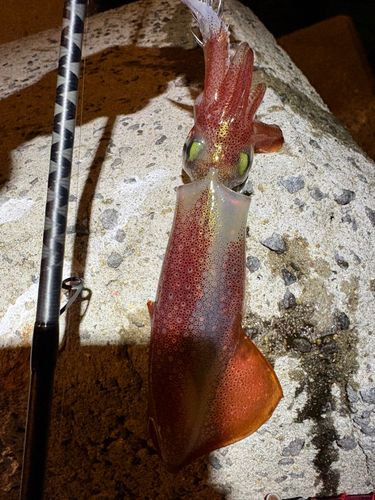 ヤリイカの釣果