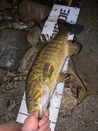 スモールマウスバスの釣果