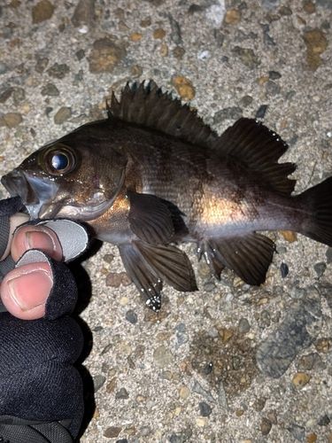 メバルの釣果