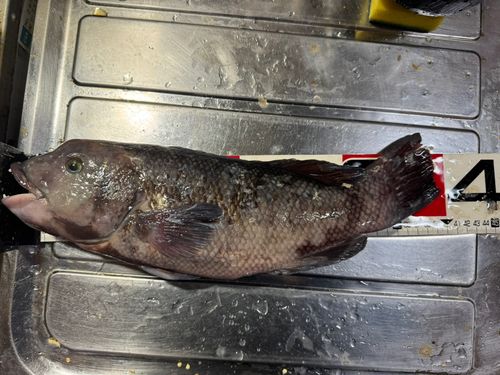 コブダイの釣果