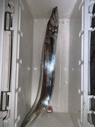 タチウオの釣果