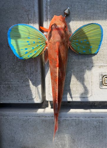 ホウボウの釣果