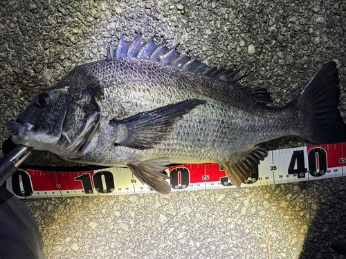 クロダイの釣果