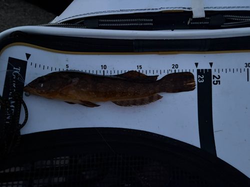 アイナメの釣果