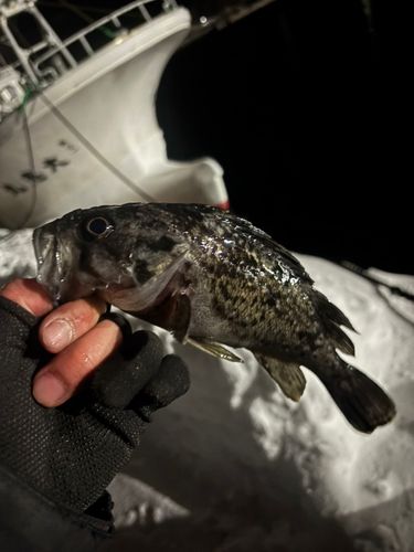 クロソイの釣果