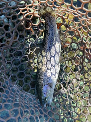 うらたんざわ渓流釣場