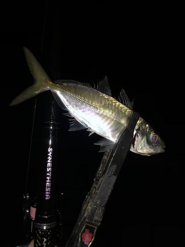 東京湾（アクアライン〜富津）