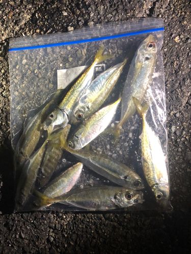 アジの釣果