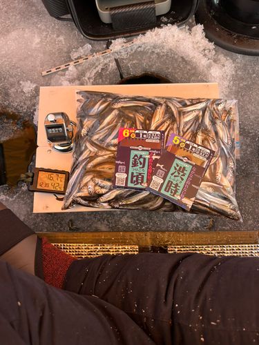 ワカサギの釣果