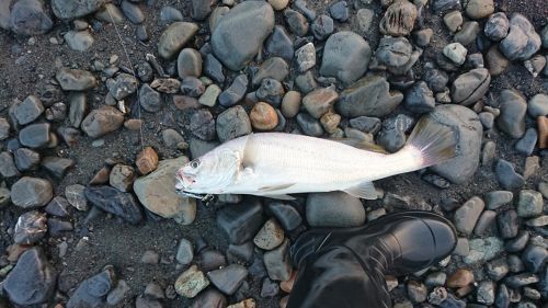 オオニベの釣果