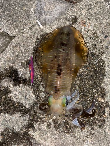 アオリイカの釣果