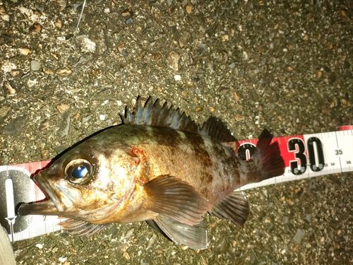 シロメバルの釣果