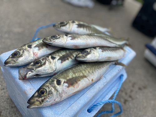 アジの釣果
