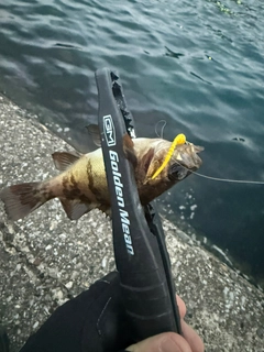 アカメバルの釣果