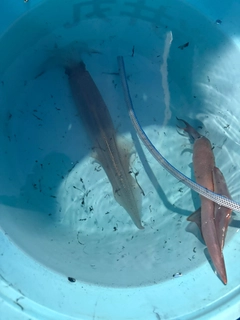 ヤリイカの釣果