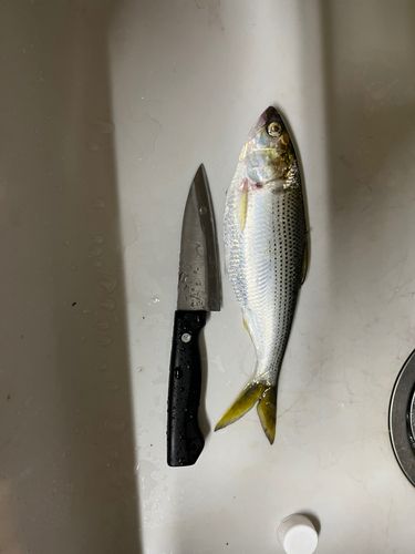 本牧海づり施設