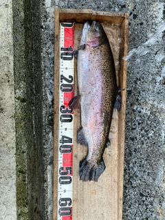 ニジマスの釣果