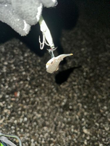 新舞子海岸（富津）