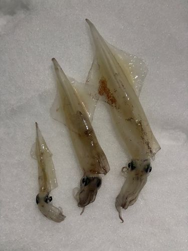 ヤリイカの釣果