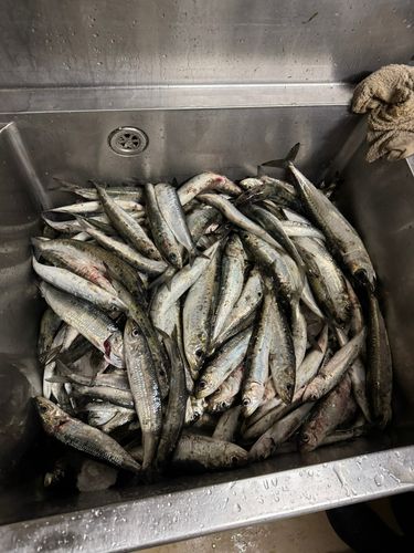 イワシの釣果