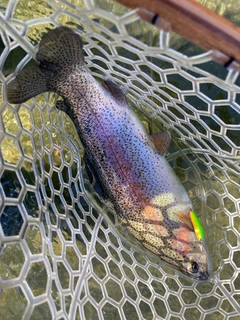 ニジマスの釣果