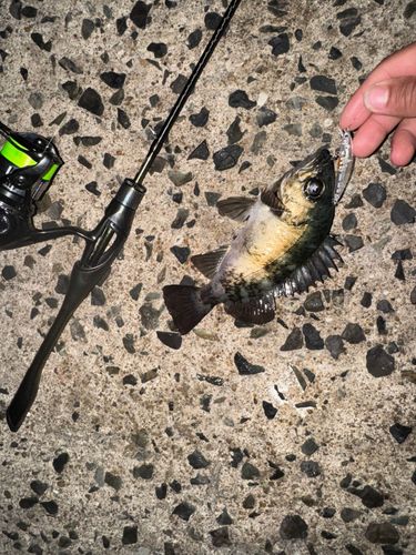 アカメバルの釣果