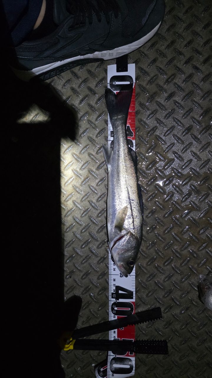 セイゴ（マルスズキ）