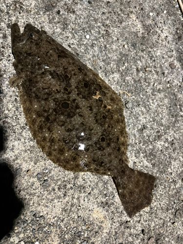 ヒラメの釣果