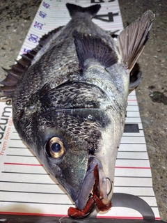 チヌの釣果