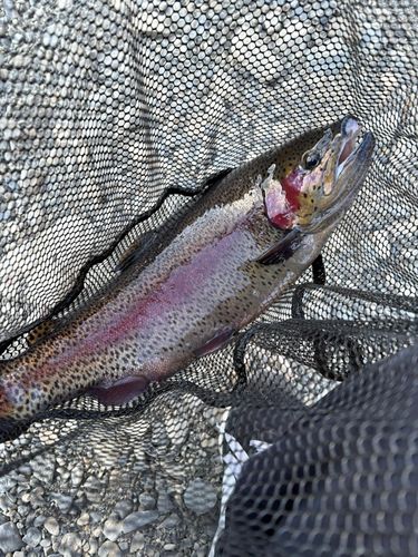 ニジマスの釣果