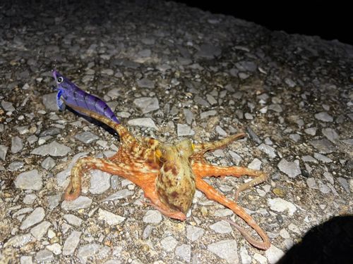 タコの釣果