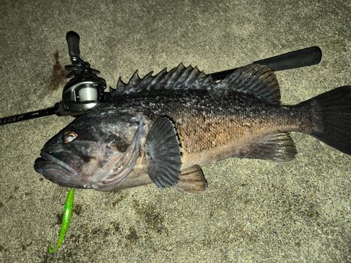 クロソイの釣果