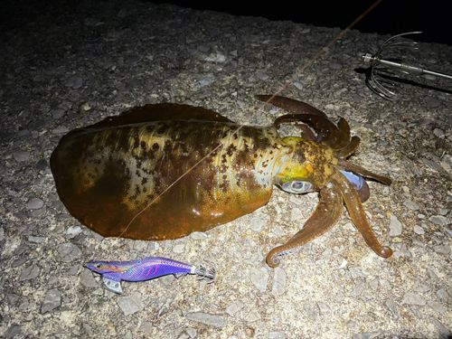 アオリイカの釣果
