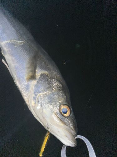 フッコ（マルスズキ）の釣果
