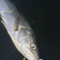 フッコ（マルスズキ）