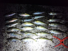 アジの釣果