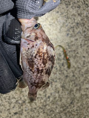 三陸海岸（岩手）