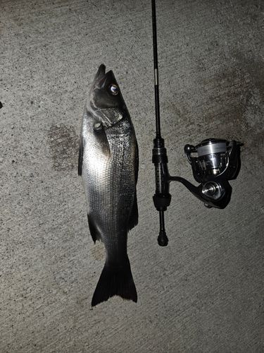 フッコ（ヒラスズキ）の釣果