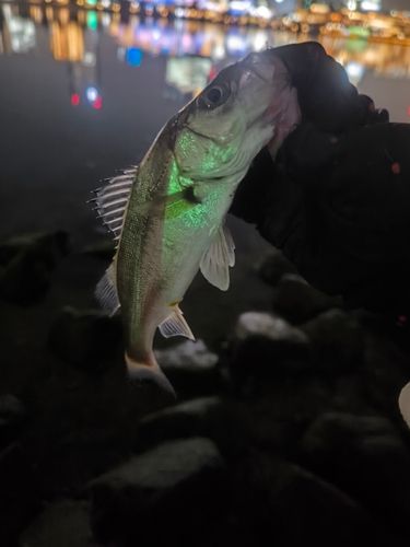 セイゴ（マルスズキ）の釣果